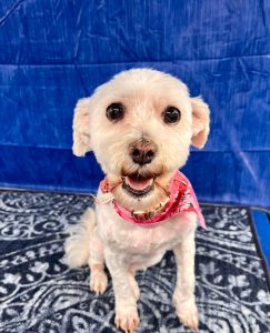 Pet Grooming in Goshen, OH