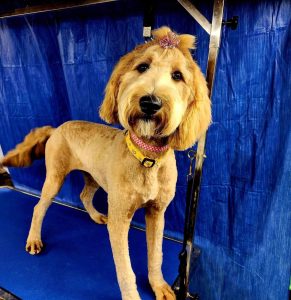 Pet Grooming in Goshen, OH