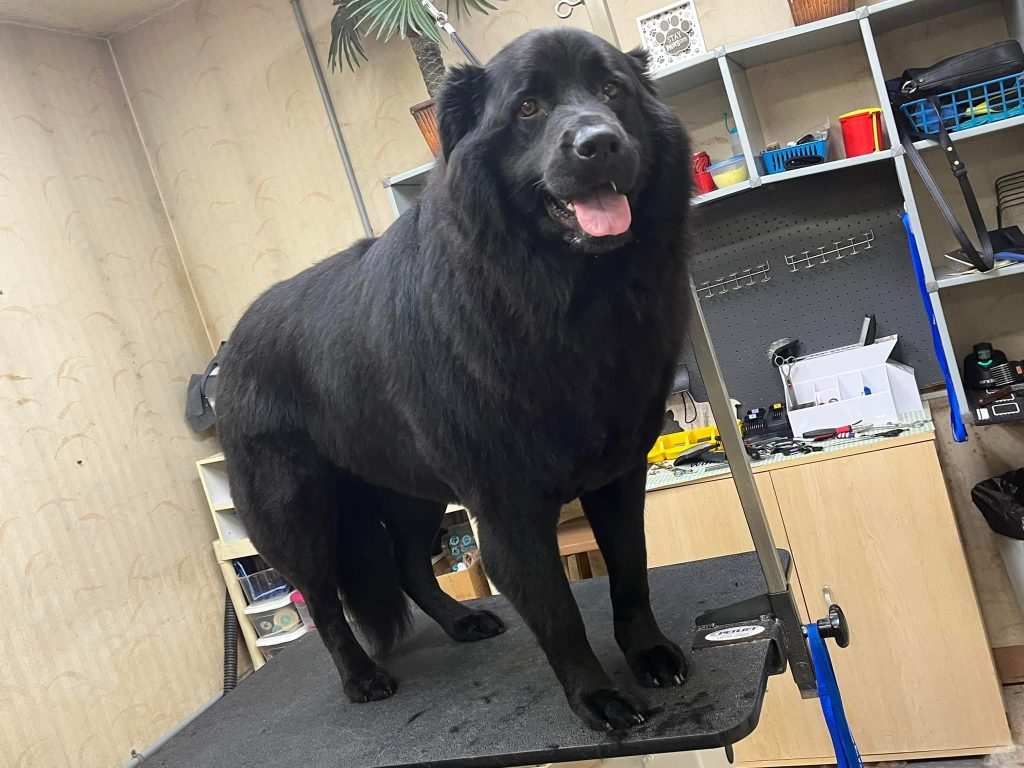 Pet Grooming in Goshen, OH Pet Grooming in Goshen, OH