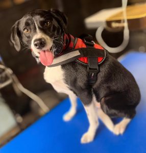 Pet Grooming in Goshen, OH