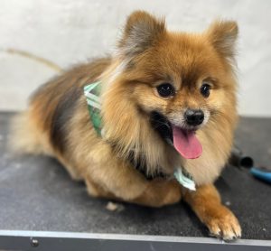 Pet Grooming in Goshen, OH