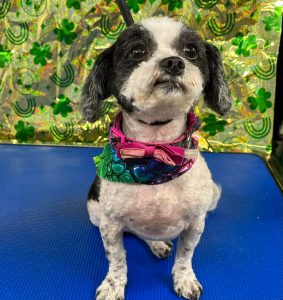 Pet Grooming in Goshen, OH