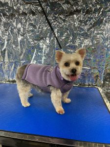 Pet Grooming in Goshen, OH