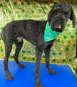 Pet Grooming in Goshen, OH