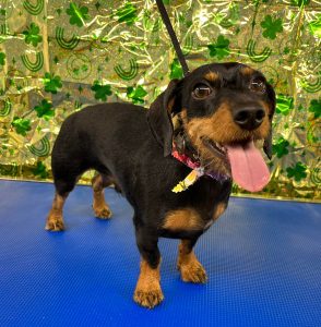 Pet Grooming in Goshen, OH