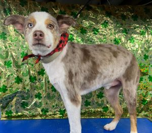 Pet Grooming in Goshen, OH