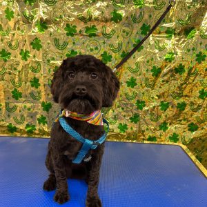 Pet Grooming in Goshen, OH