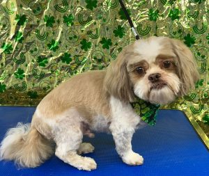 Pet Grooming in Goshen, OH