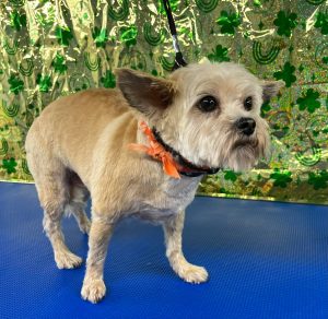 Pet Grooming in Goshen, OH