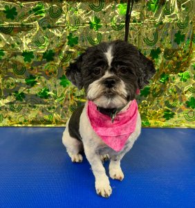 Pet Grooming in Goshen, OH