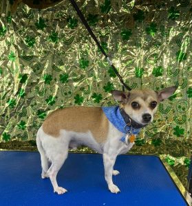 Pet Grooming in Goshen, OH