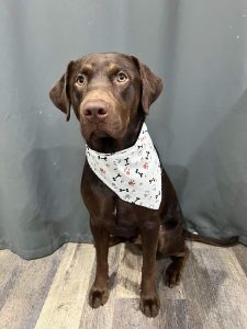 Pet Grooming in Goshen, OH
