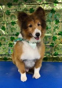 Pet Grooming in Goshen, OH