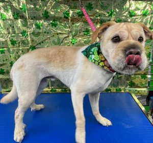 Pet Grooming in Goshen, OH