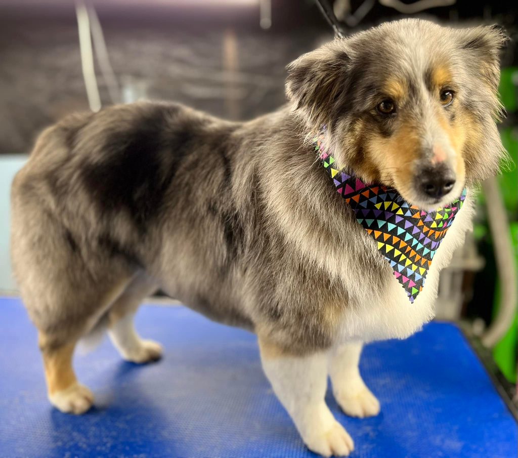 Pet Grooming in Goshen, OH Pet Grooming in Goshen, OH