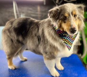 Pet Grooming in Goshen, OH