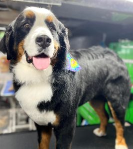 Pet Grooming in Goshen, OH