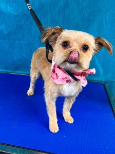Pet Grooming in Goshen, OH
