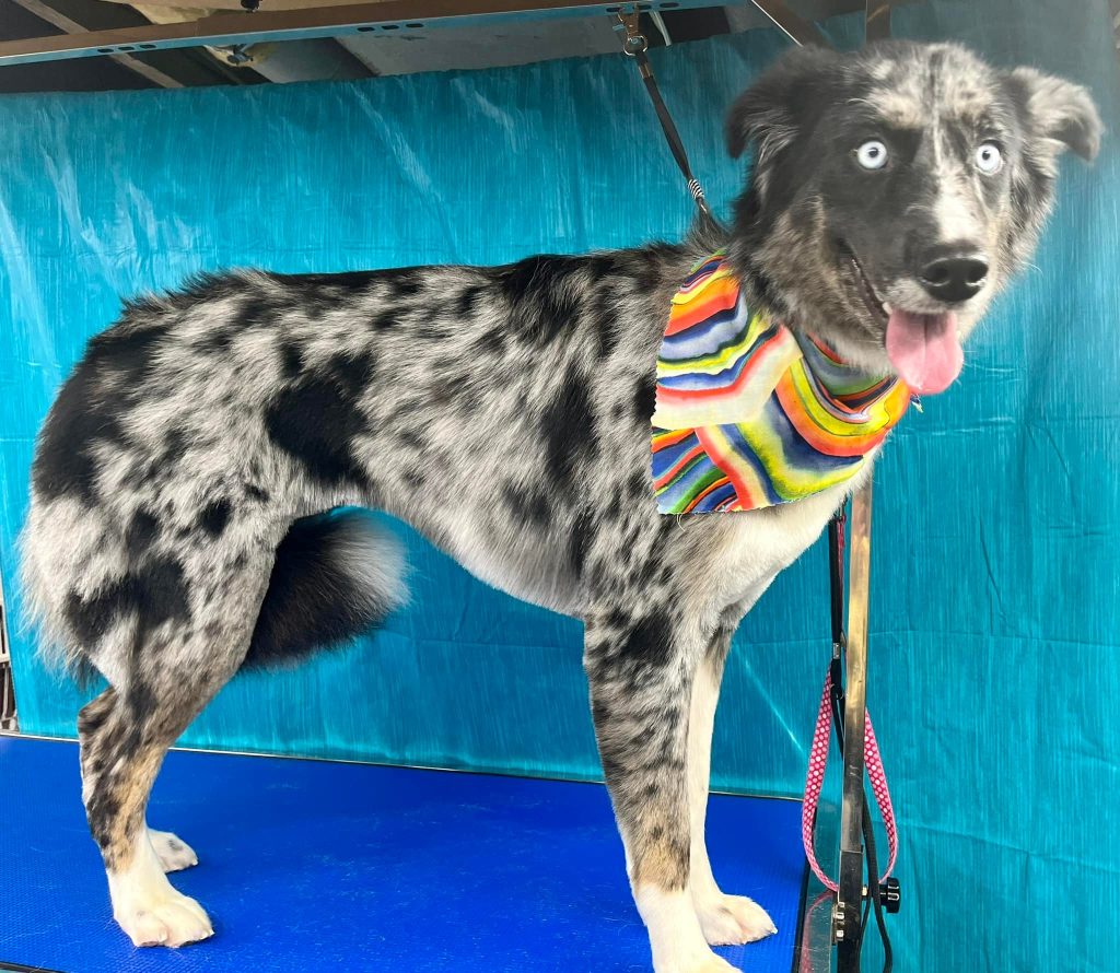 Pet Grooming in Goshen, OH Pet Grooming in Goshen, OH