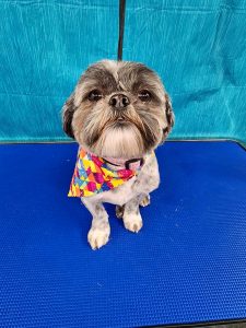 Pet Grooming in Goshen, OH