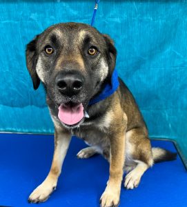 Pet Grooming in Goshen, OH