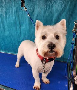 Pet Grooming in Goshen, OH