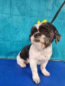 Pet Grooming in Goshen, OH