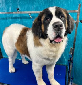 Pet Grooming in Goshen, OH