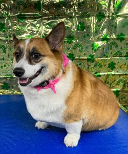 Pet Grooming in Goshen, OH
