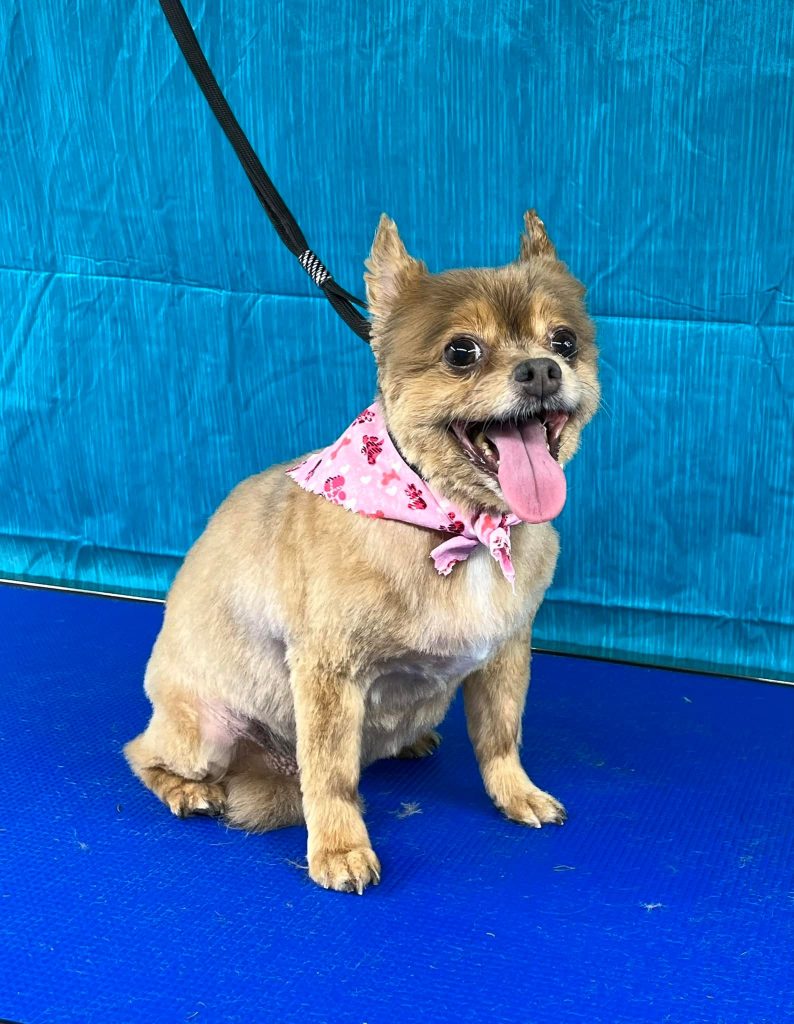 Pet Grooming in Goshen, OH Pet Grooming in Goshen, OH