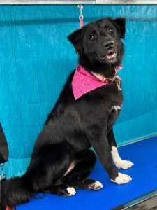 Pet Grooming in Goshen, OH