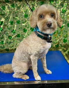 Pet Grooming in Goshen, OH