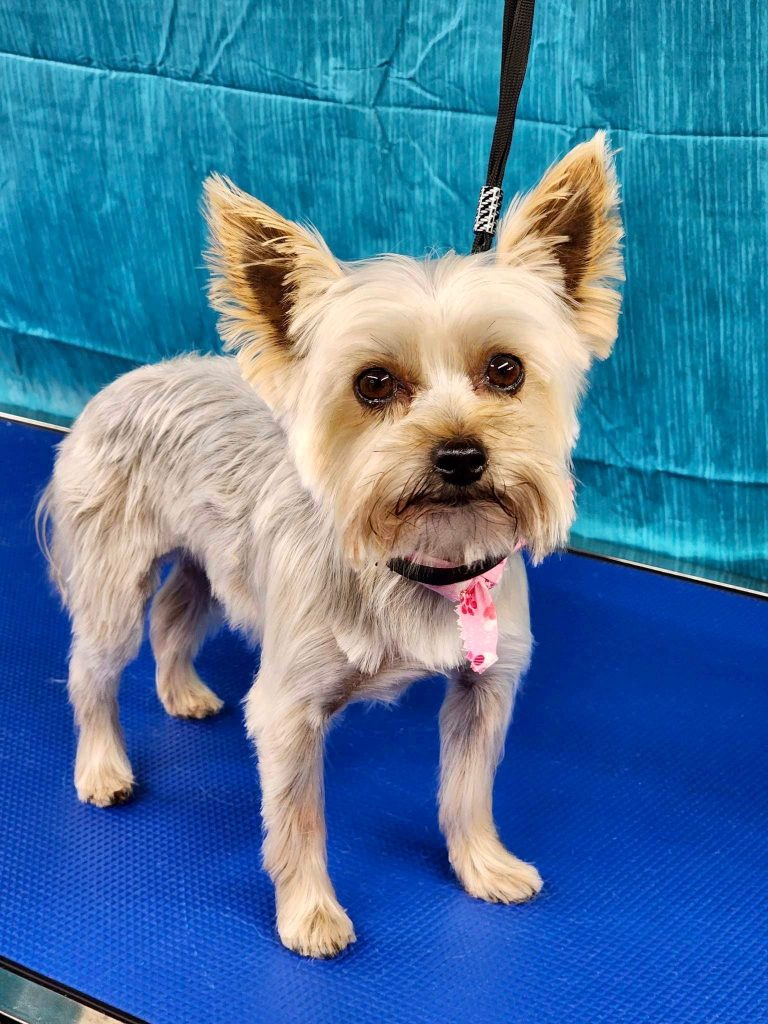 Pet Grooming in Goshen, OH