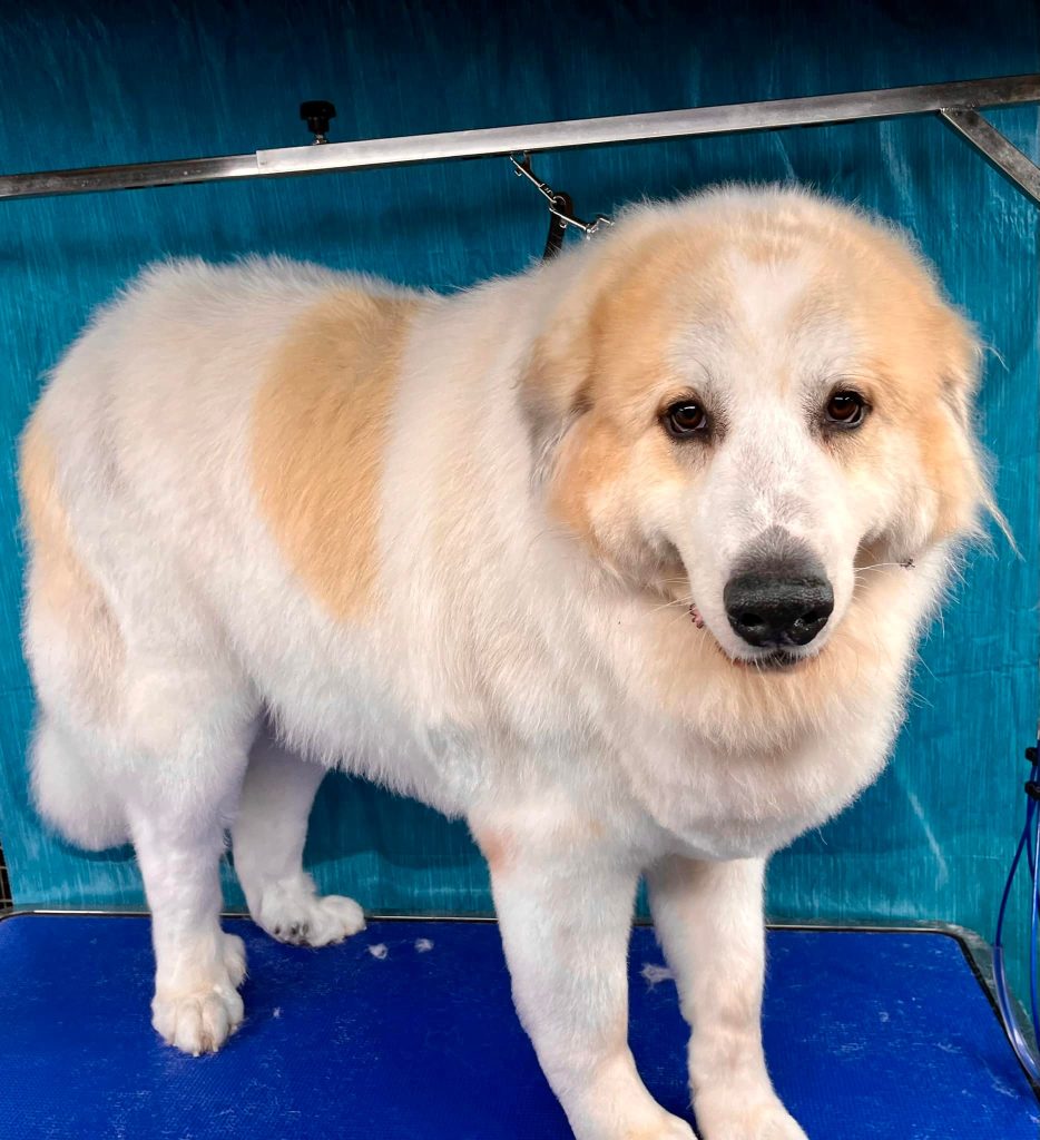 Pet Grooming in Goshen, OH Pet Grooming in Goshen, OH