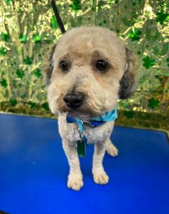 Pet Grooming in Goshen, OH