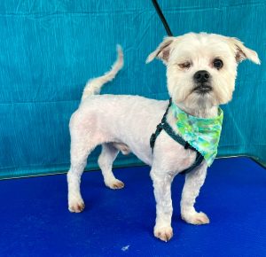 Pet Grooming in Goshen, OH