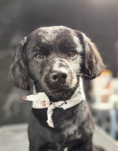 Pet Grooming in Goshen, OH