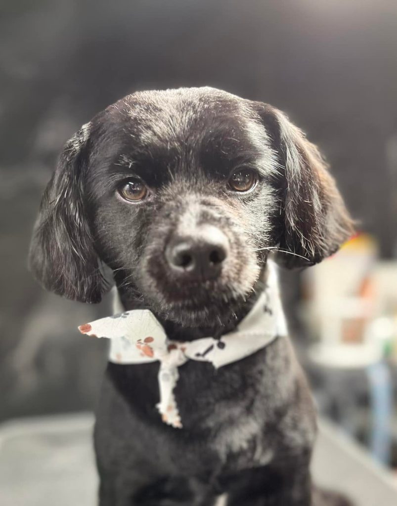 Pet Grooming in Goshen, OH