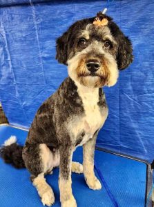 Pet Grooming in Goshen, OH