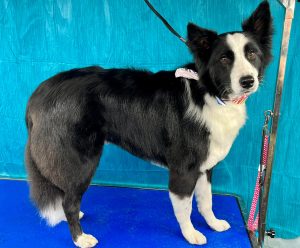Pet Grooming in Goshen, OH