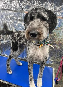 Pet Grooming in Goshen, OH