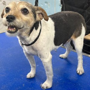 Pet Grooming in Goshen, OH