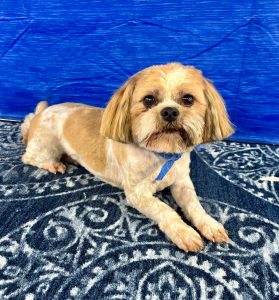 Pet Grooming in Goshen, OH