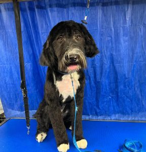 Pet Grooming in Goshen, OH