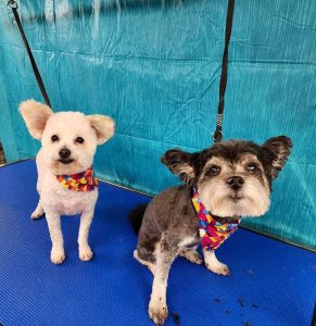 Pet Grooming in Goshen, OH