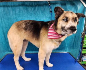 Pet Grooming in Goshen, OH