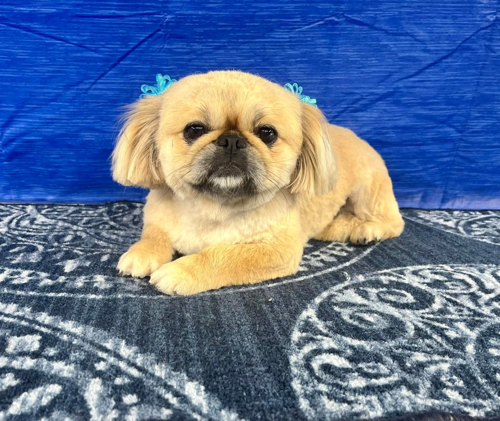 Pet Grooming in Goshen, OH Pet Grooming in Goshen, OH