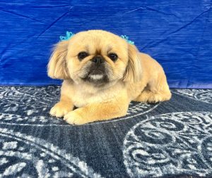 Pet Grooming in Goshen, OH