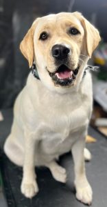 Pet Grooming in Goshen, OH