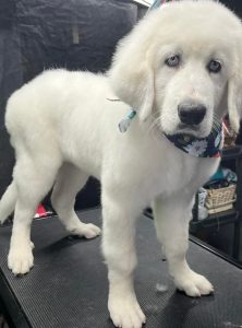 Pet Grooming in Goshen, OH